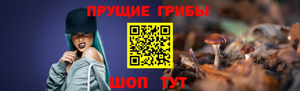 как найти   Вход с VPN  Галлюциногенные грибы Psilocybe  Краснознаменск  Псилоцибиновые грибы прущие грибы 
